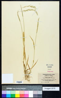 Agrostis exarata image