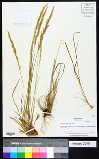 Agrostis exarata image