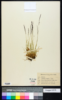 Agrostis humilis image