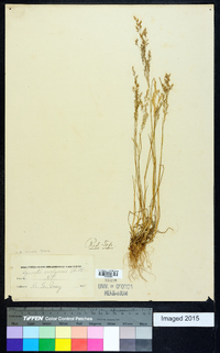 Agrostis capillaris image