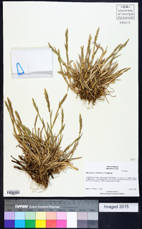 Agrostis clivicola image