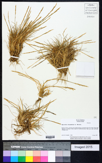 Agrostis blasdalei image