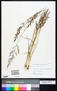 Agrostis capillaris image