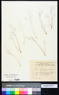 Agrostis elegans image
