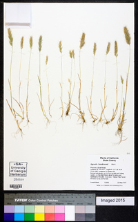 Agrostis hendersonii image