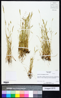 Agrostis microphylla image