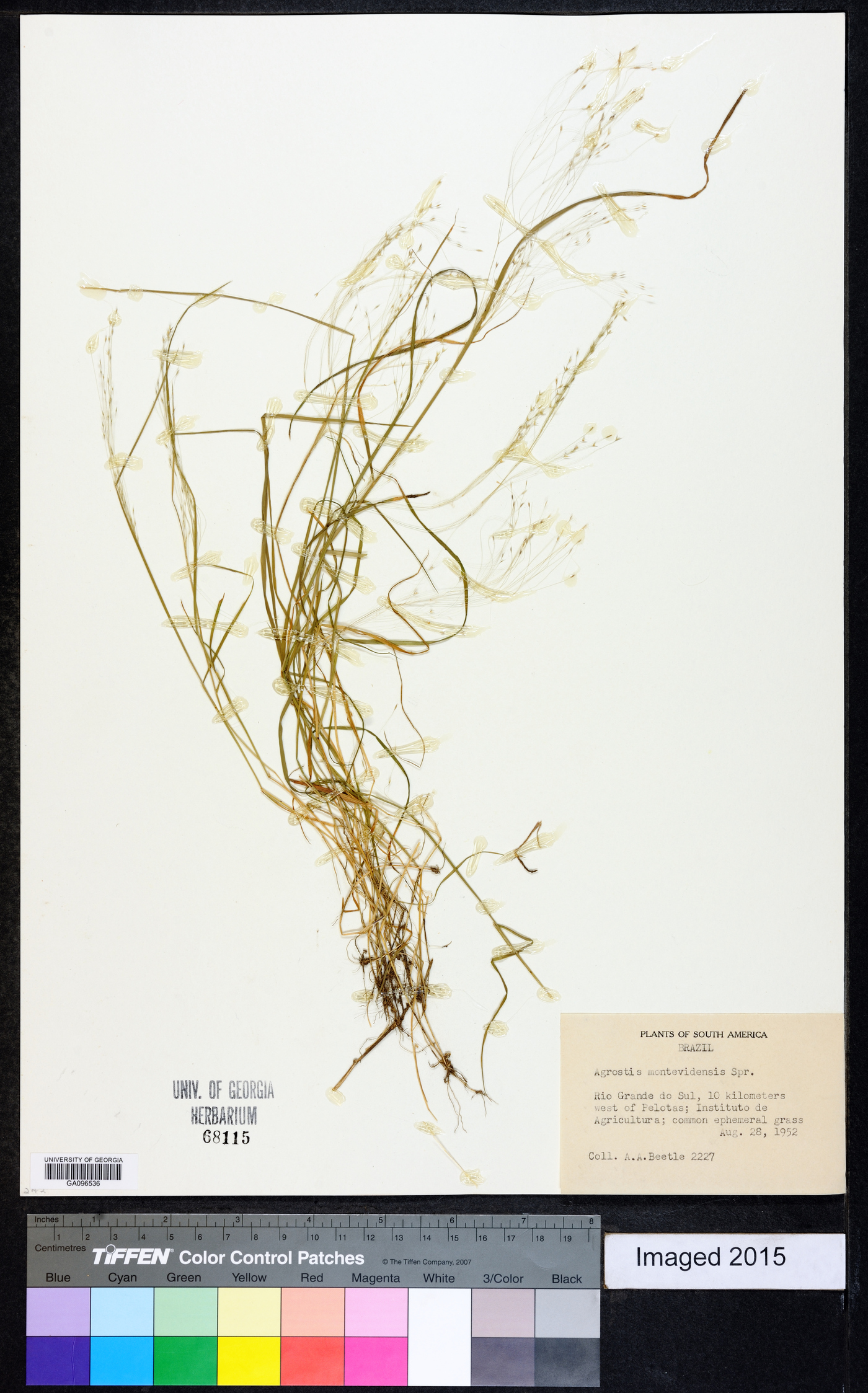 Agrostis montevidensis image