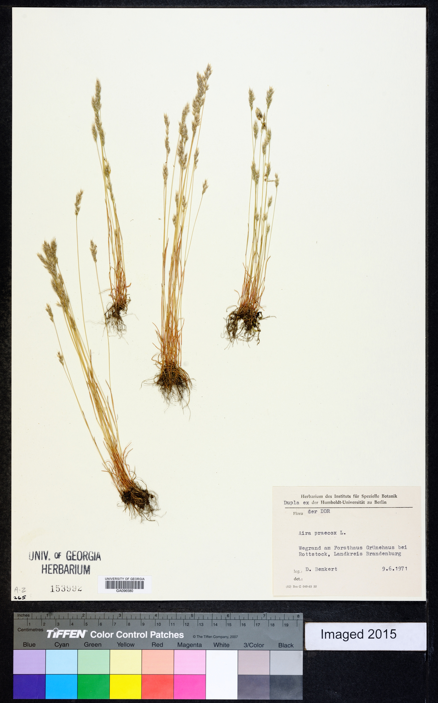 Aira praecox image