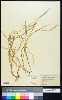 Alopecurus aequalis image