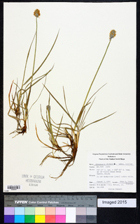 Alopecurus alpinus image