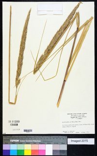 Ammophila breviligulata image