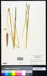 Ammophila breviligulata image