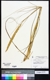 Ammophila breviligulata image