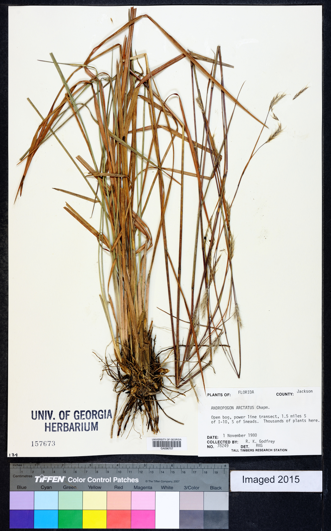 Andropogon arctatus image