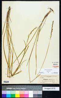 Anthaenantia rufa image