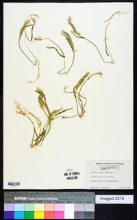 Anthoxanthum odoratum image