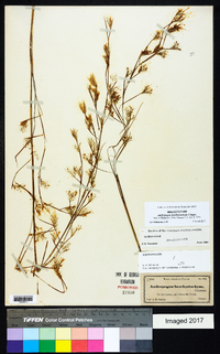 Andropogon brachystachyus image