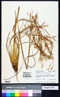 Andropogon brachystachyus image