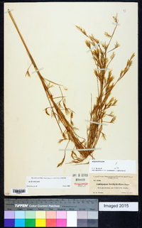 Andropogon brachystachyus image