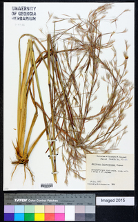 Andropogon brachystachyus image