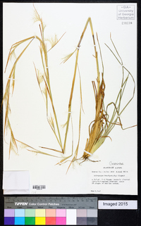 Andropogon brachystachyus image