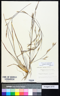 Andropogon capillipes image