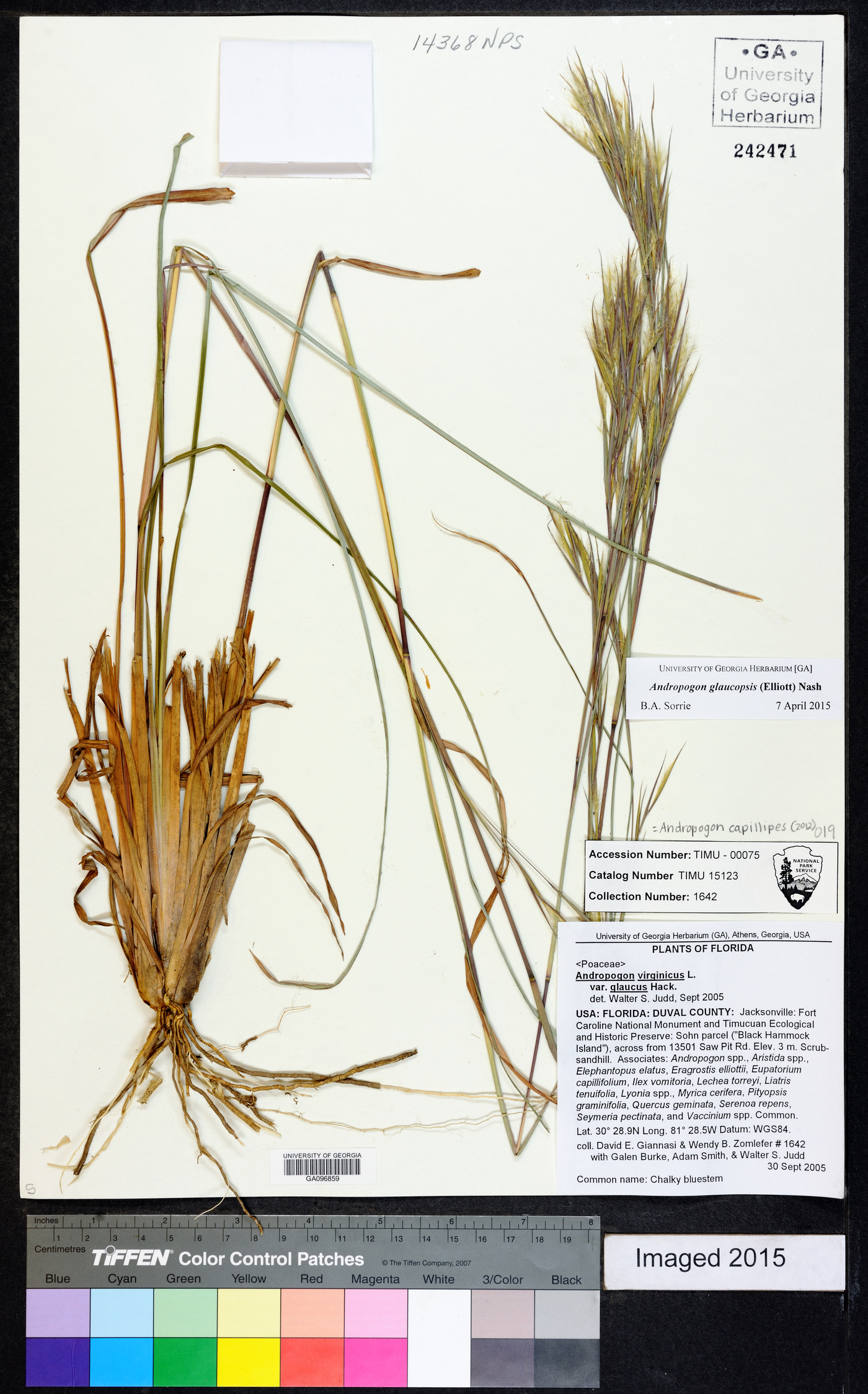 Andropogon cretaceous image