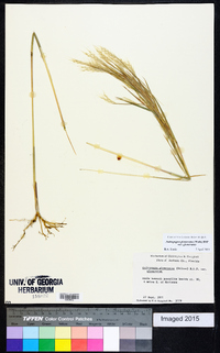 Andropogon glomeratus image