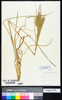 Andropogon glomeratus image