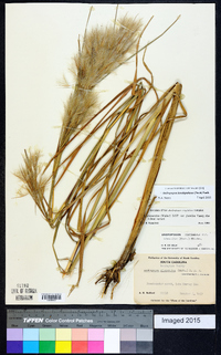 Andropogon glomeratus image