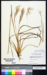 Andropogon glomeratus image