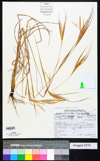 Andropogon gyrans image