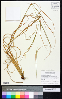 Andropogon gyrans image