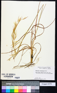 Andropogon longiberbis image