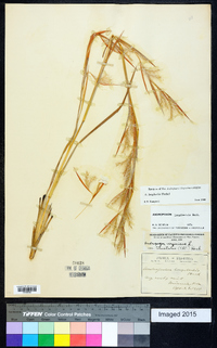 Andropogon longiberbis image