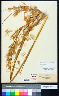 Andropogon longiberbis image