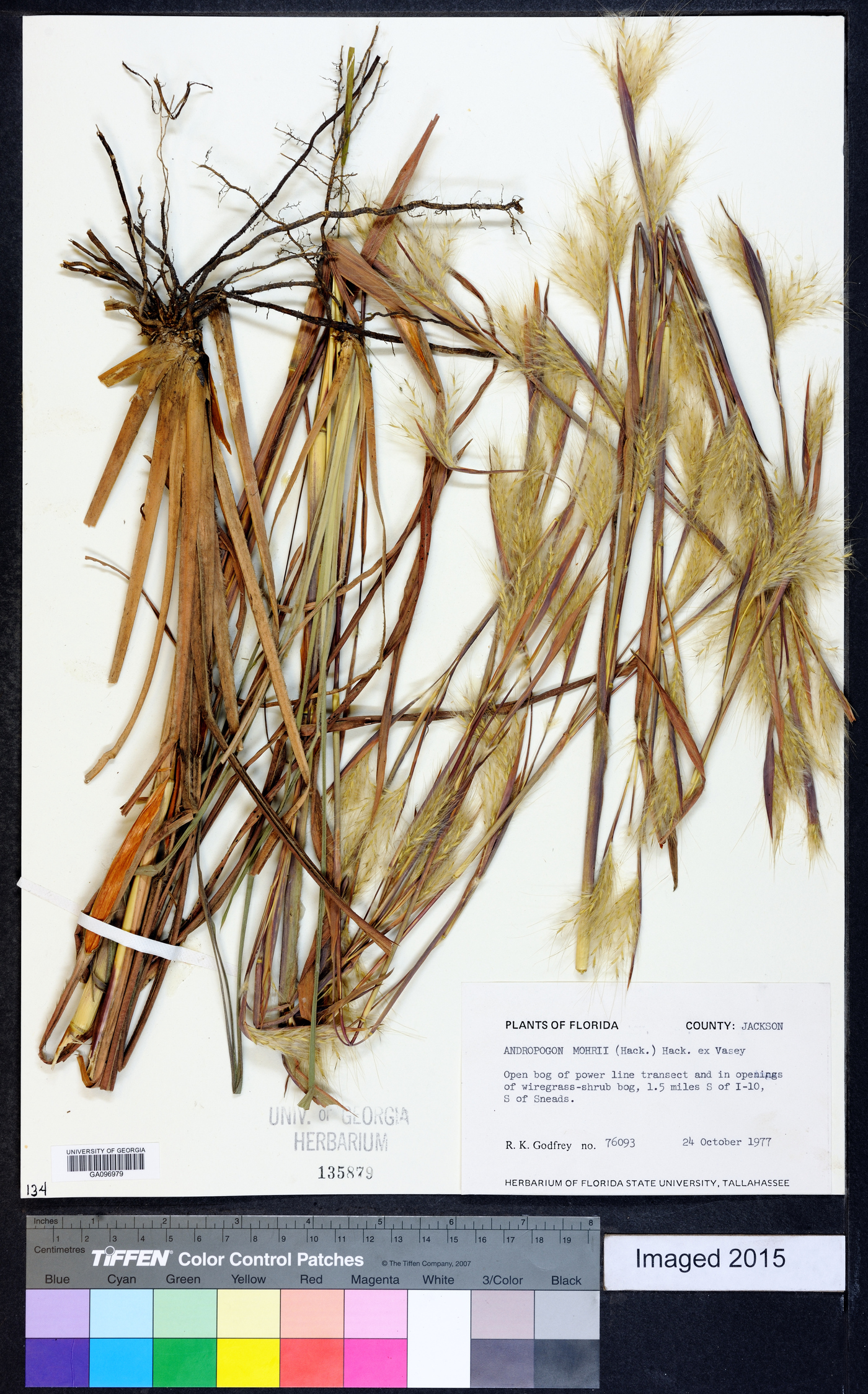 Andropogon mohrii image