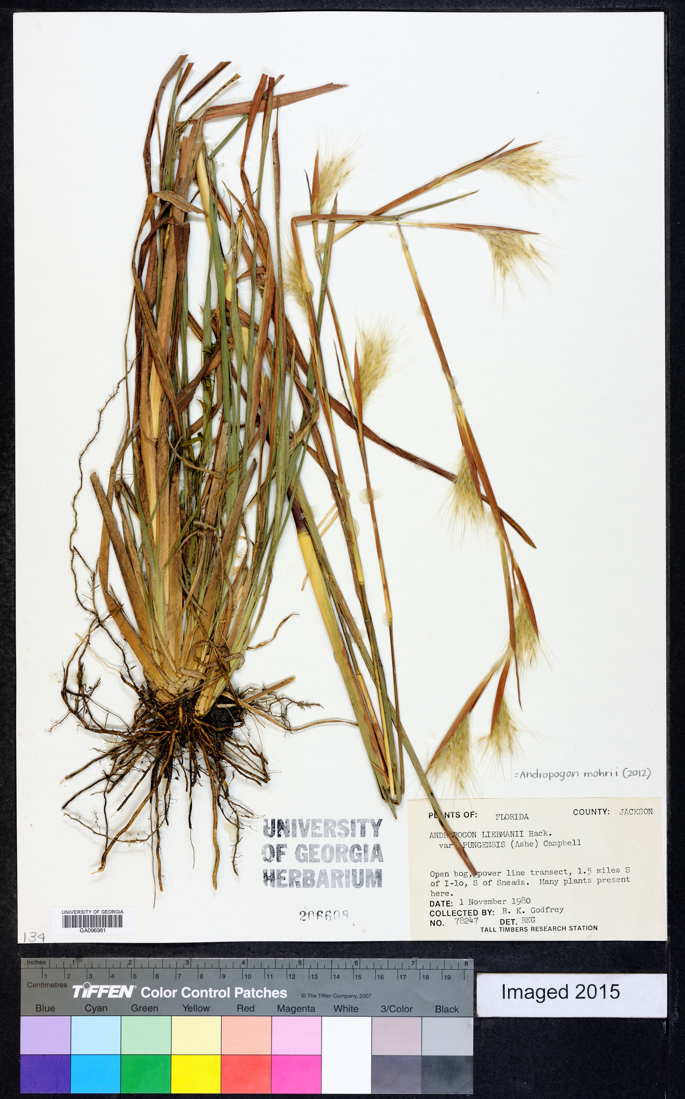 Andropogon mohrii image