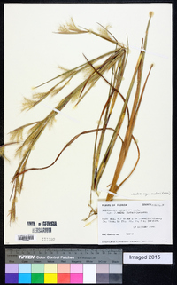 Andropogon mohrii image