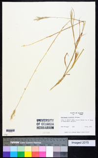 Andropogon ternarius image