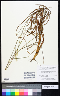 Andropogon ternarius image