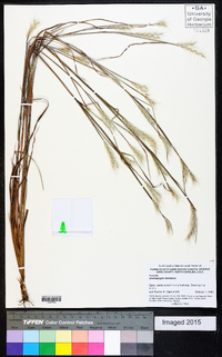 Andropogon ternarius image