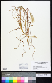 Andropogon ternarius image