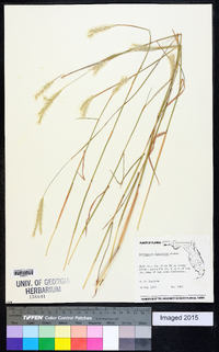 Andropogon ternarius image