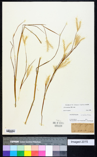 Andropogon ternarius image