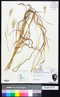 Andropogon ternarius image