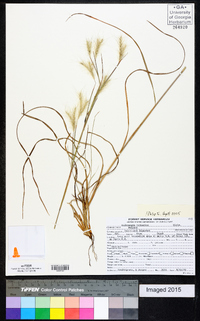 Andropogon ternarius image