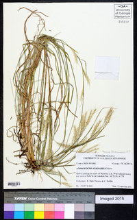 Andropogon ternarius image