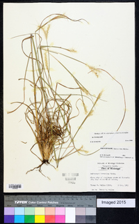 Andropogon ternarius image