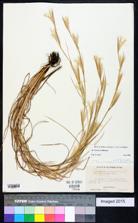 Andropogon ternarius image